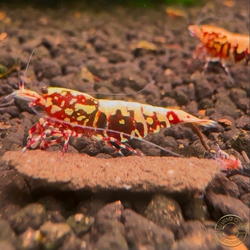 Red Boa Caridina Shrimp Elegant & intricate Aquarium Beauty Shrimp Cove you first place to go for premium shrimp