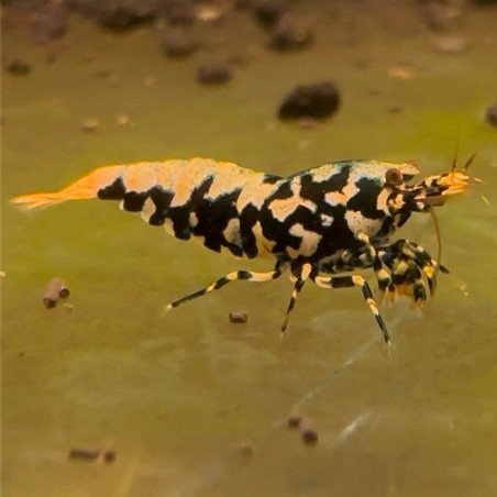 Black Boa Caridina Shrimp Elegant & intricate Aquarium Beauty, Shrimp Cove you first place to go for premium shrimp