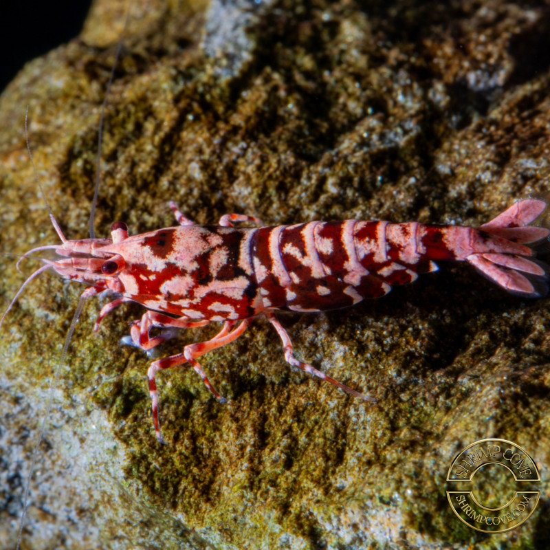 Flamingo Galaxy Red Boa Pink Base Caridina PREMIUM Aquarium Beauty ...