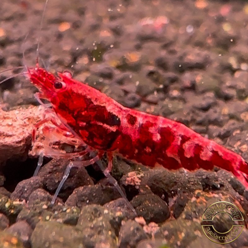 Flamingo Galaxy Red Boa Pink Base Caridina PREMIUM Aquarium Beauty, Shrimp Cove your first place ...