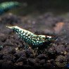 The Brothers TB Shrimp Genetics Blue Snowflake Premium Caridina Shrimp UK buy now at Shrimp Cove, next day delivery