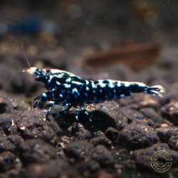 Blue Snowflake Premium Caridina Shrimp UK buy now at Shrimp Cove, next day delivery