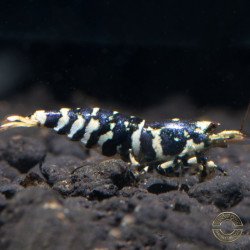 Purple Tiger 5 LINE premium Caridina Shrimp buy now at Shrimp Cove next day delivery premium shrimp UK