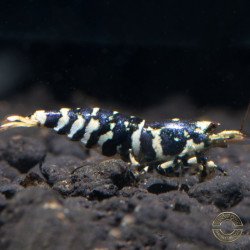 Purple Tiger premium Caridina Shrimp buy now at Shrimp Cove next day delivery premium shrimp UK