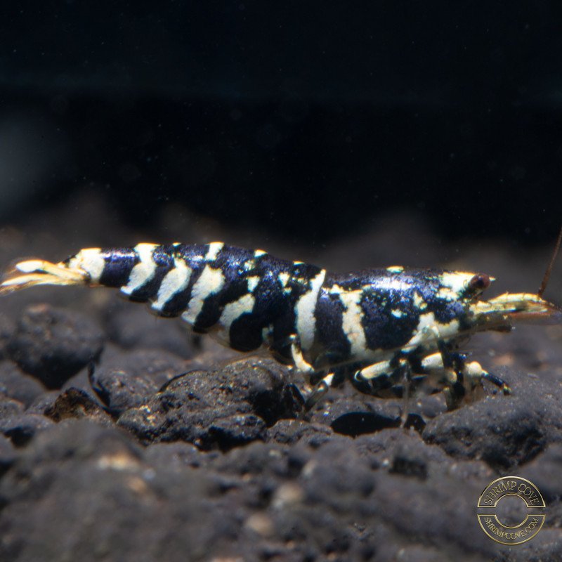 Purple Tiger 5 LINE premium Caridina Shrimp buy now at Shrimp Cove next day delivery premium shrimp UK