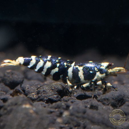Purple Tiger 5 LINE premium Caridina Shrimp buy now at Shrimp Cove next day delivery premium shrimp UK