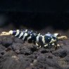 Purple Tiger 5 LINE premium Caridina Shrimp buy now at Shrimp Cove next day delivery premium shrimp UK