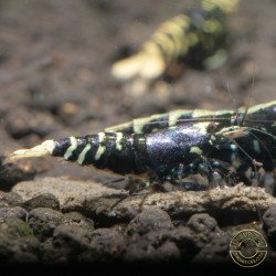 Purple Nanashi Metallic Caridina Shrimp buy now at Shrimp Cove next day delivery premium shrimp UK