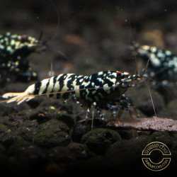 Black Snow Tiger premium Caridina Shrimp buy now at Shrimp Cove next day delivery premium shrimp UK