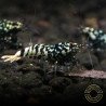 Black Snow Tiger premium Caridina Shrimp buy now at Shrimp Cove next day delivery premium shrimp UK