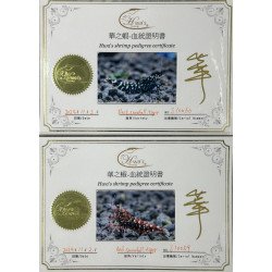 Black Snow Tiger premium Caridina Shrimp buy now at Shrimp Cove next day delivery premium shrimp UK