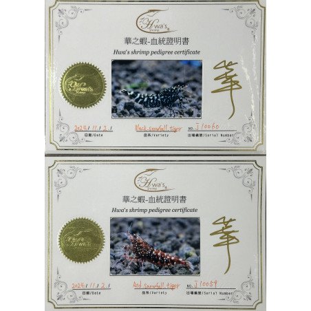 Black Snow Tiger premium Caridina Shrimp buy now at Shrimp Cove next day delivery premium shrimp UK