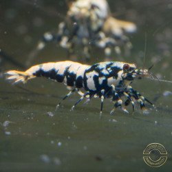 Blue Orange Green Boa Caridina Shrimp Elegant & intricate Aquarium Beauty, Shrimp Cove you first place to go for premium shrimp