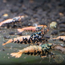 Golden Boa Caridina Shrimp Elegant & intricate Aquarium Beauty Shrimp Cove you first place to go for premium shrimp