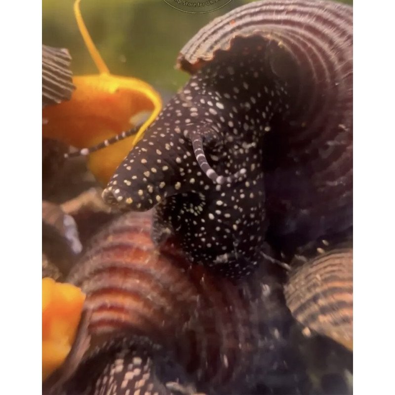 White Spotted Dark Poso Rabbit Snail available now at Shrimp Cove