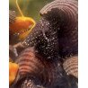 White Spotted Dark Poso Rabbit Snail available now at Shrimp Cove