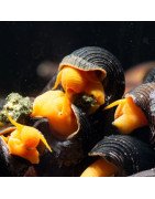 BABY Bright Orange Poso Rabbit Snail available now at Shrimp Cove