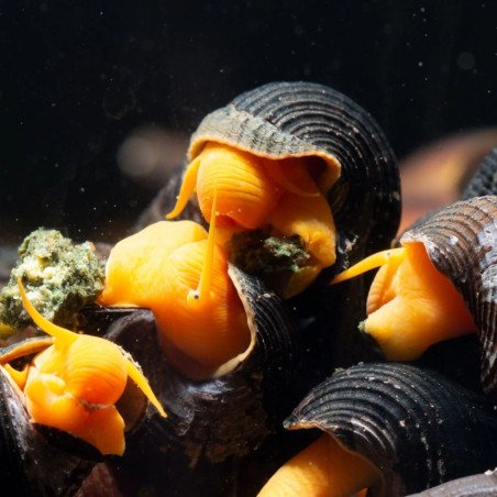 Bright Orange Poso Rabbit Snail available now at Shrimp Cove