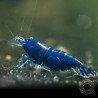 Neocaridina Emerald Blue Shrimp High Grade here at Shrimp Cove UK