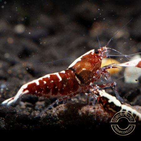 Red Galaxy Fishbone Mix Shrimp,  Boa / Snowflake Gene at Shrimp Cove Grade 1-3 Buy Now!