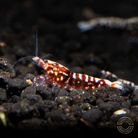 Red Galaxy Fishbone Mix Shrimp,  Boa / Snowflake Gene at Shrimp Cove Grade 1-3 Buy Now!