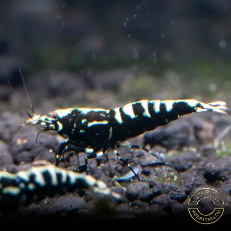 Black Galaxy Fishbone Mix Shrimp,  Boa / Snowflake Gene at Shrimp Cove Grade 1-3 Buy Now!