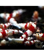 Red Crystal Caridina Shrimp Buy Now | Shrimp Cove Crystal Red