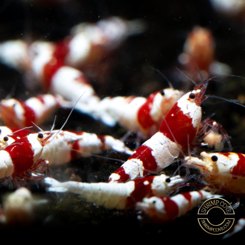 Red Crystal Caridina Shrimp Buy Now At Shrimp Cove