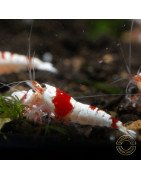 Red Crystal Caridina Shrimp Buy Now | Shrimp Cove Crystal Red