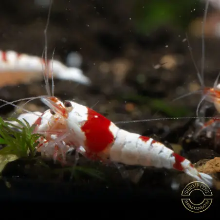 Red Crystal Caridina Shrimp Buy Now | Shrimp Cove Crystal Red