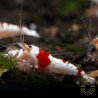 Red Crystal Caridina Shrimp Buy Now At Shrimp Cove