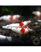 Red Crystal Caridina Shrimp Buy Now | Shrimp Cove Crystal Red