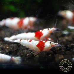 Red Crystal Caridina Shrimp Buy Now At Shrimp Cove