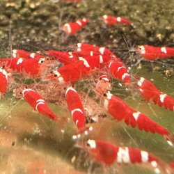 Santa Candy Cane Shrimp