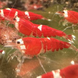 Santa Candy Cane Shrimp