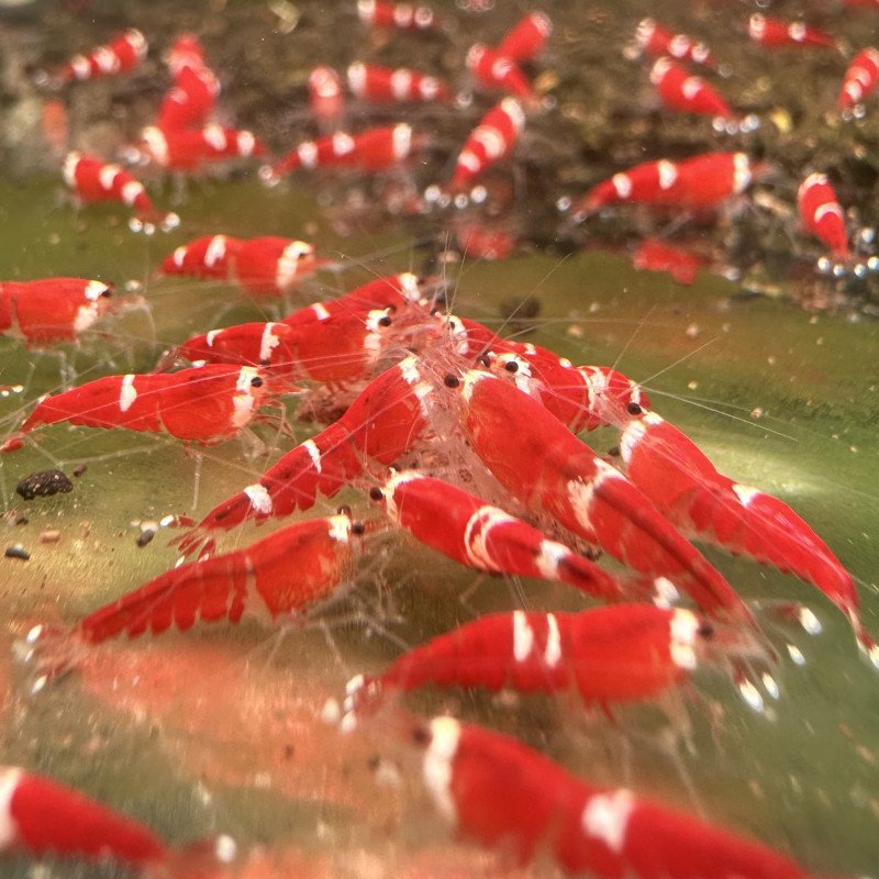 Santa Candy Cane Shrimp