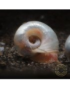 Ramshorn Snail Pink Pearl , Blue Sapphire at Shrimp Cove