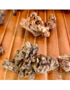 Mini Driftwood for Nano Aquariums Natural Habitat & Biofilm for Shrimp at Shrimp Cove