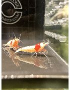 PRL Pure Red Line Caridina Shrimp Buy Now At Shrimp Cove