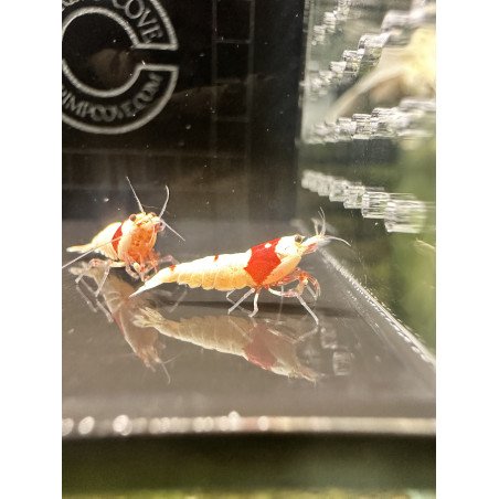 PRL Pure Red Line Caridina Shrimp Buy Now At Shrimp Cove