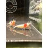 PRL Pure Red Line Caridina Shrimp Buy Now At Shrimp Cove