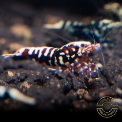 Red Snowflake Caridina Shrimp buy now at Shrimp Cove