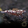 Red Snowflake Caridina Shrimp buy now at Shrimp Cove
