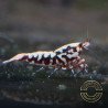 Red Snowflake Caridina Shrimp buy now at Shrimp Cove