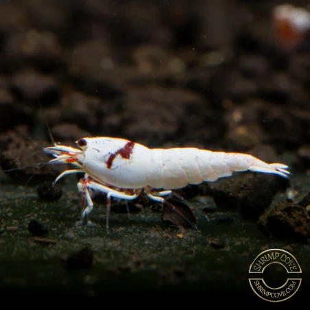 K14 Caridina Shrimp Elegant & Intricate Aquarium Beauty, Shrimp Cove you first place to go for premium shrimp