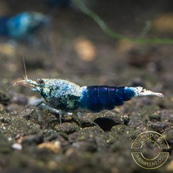 Blue Ocean Caridina Shrimp UK! freshwater Aquarium shrimp. Buy Now at Shrimp Cove here in the UK