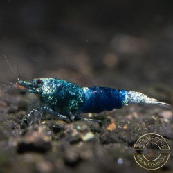 Blue Ocean Caridina Shrimp UK! freshwater Aquarium shrimp. Buy Now at Shrimp Cove here in the UK