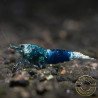 Blue Ocean Caridina Shrimp UK! freshwater Aquarium shrimp. Buy Now at Shrimp Cove here in the UK