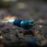 Blue Ocean Caridina Shrimp UK! freshwater Aquarium shrimp. Buy Now at Shrimp Cove here in the UK
