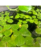 Shrimp Cove Frogbit offering a unique addition to your aquarium. Order now next day delivery
